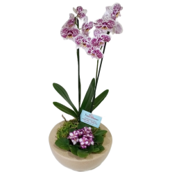 Orquídea Especial No Vaso Polietileno 